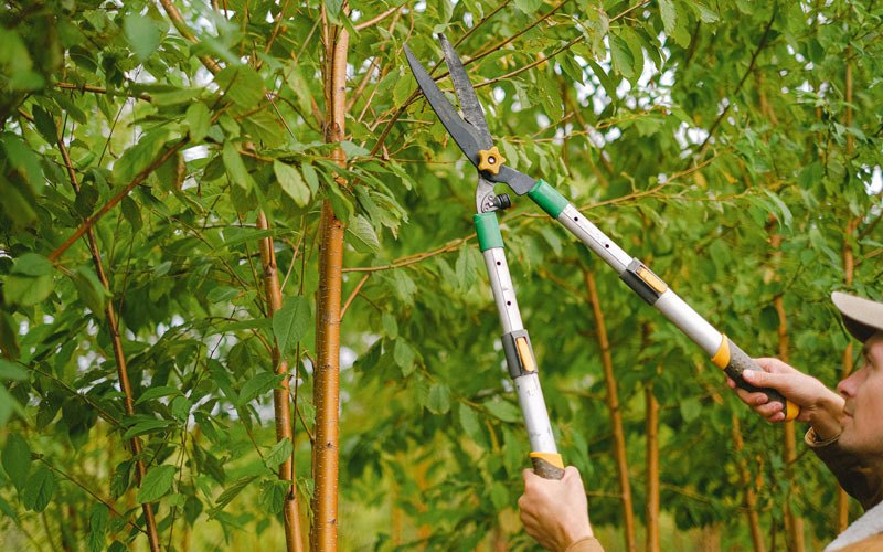 Tree trimming in Tabor City, NC